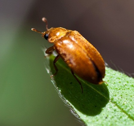 Малиновый, или малинный жук (Byturus tomentosus)