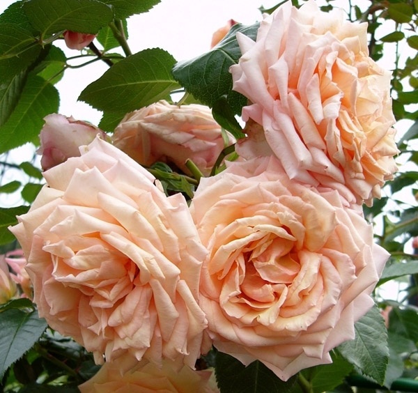 сорт розы Barock (Барок)