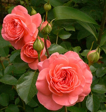 сорт розы Berleburg