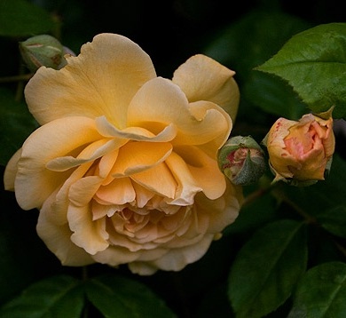 сорт розы Buff Beauty