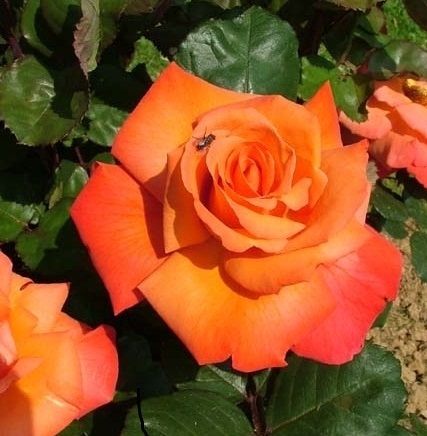 сорт розы Christophe Colomb (Кристофор Колумб)