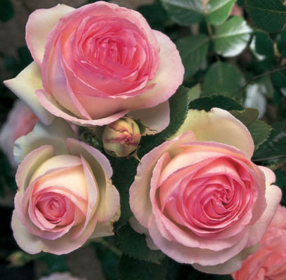 сорт розы Eden Rose (Эден роз)