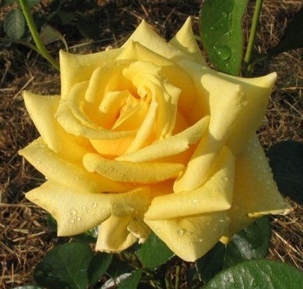сорт розы Golden Medallion (Голден медальон)