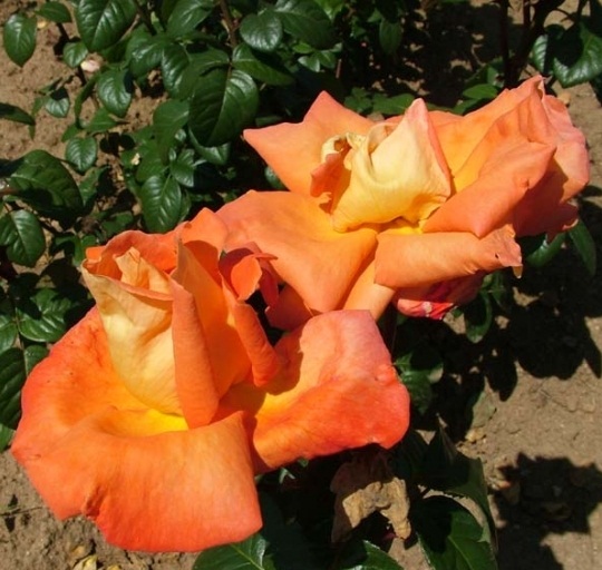 сорт розы Louis de Funes (Луи де финес)