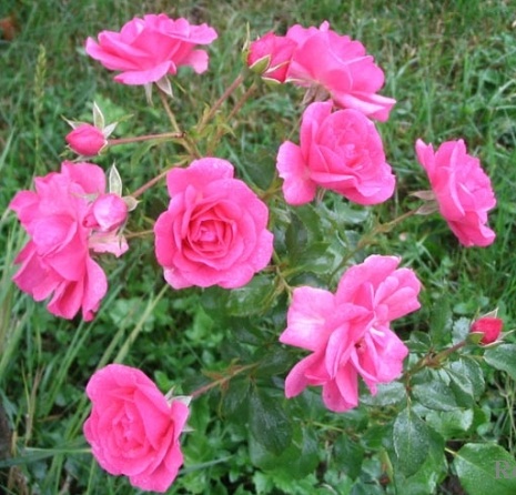 сорт розы Mirato (Мирато) 