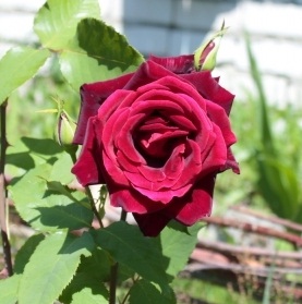 сорт розы Papa Meilland (Папа Мейланд)