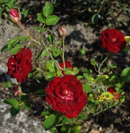 сорт розы Red Cascade (Ред каскад)