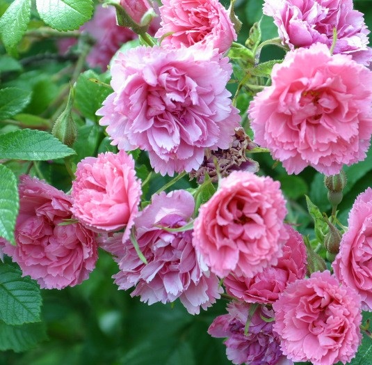 сорт розы Pink Grootendorst